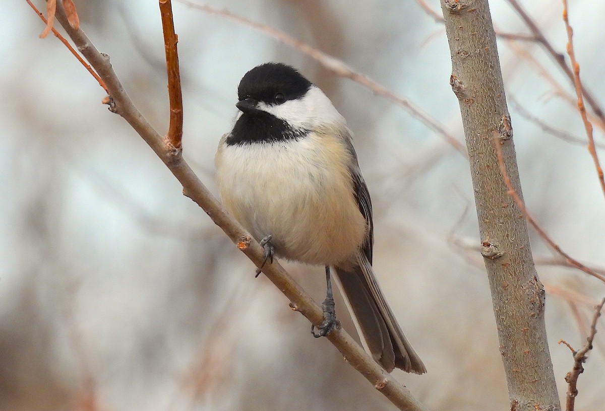 Black-capped Chickadee - ML613242699