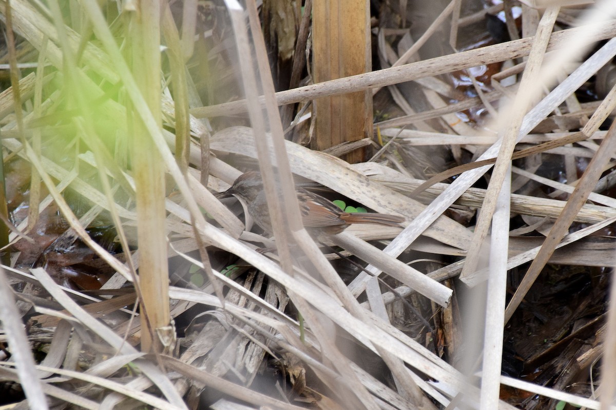 Song Sparrow (melodia/atlantica) - Mathieu Langlois