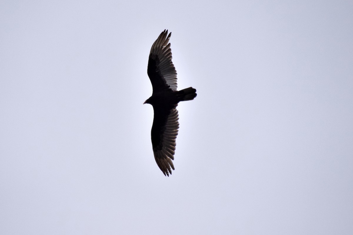 kondor krocanovitý (ssp. aura/septentrionalis) - ML613242707