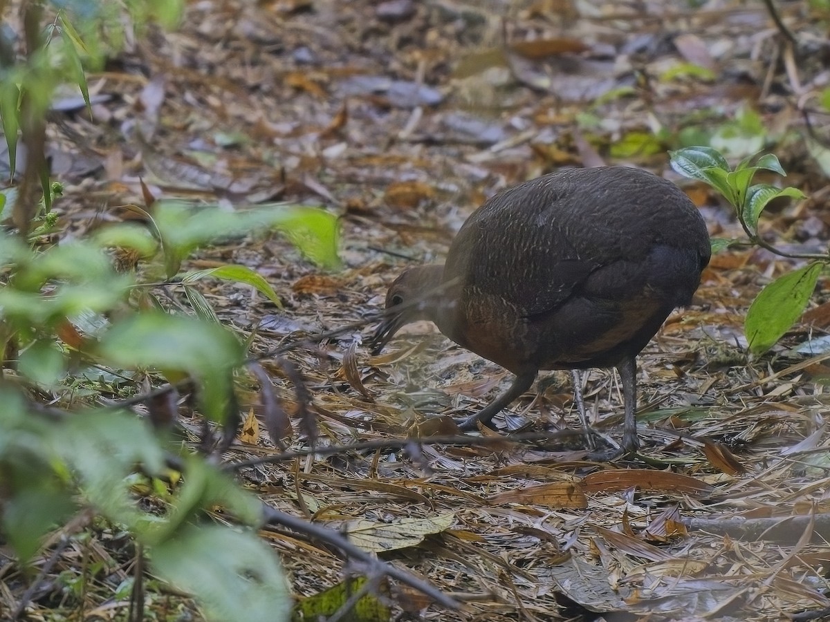 Tinamou à tête rousse - ML613242721