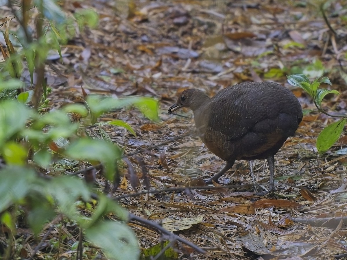 Tinamou à tête rousse - ML613242723