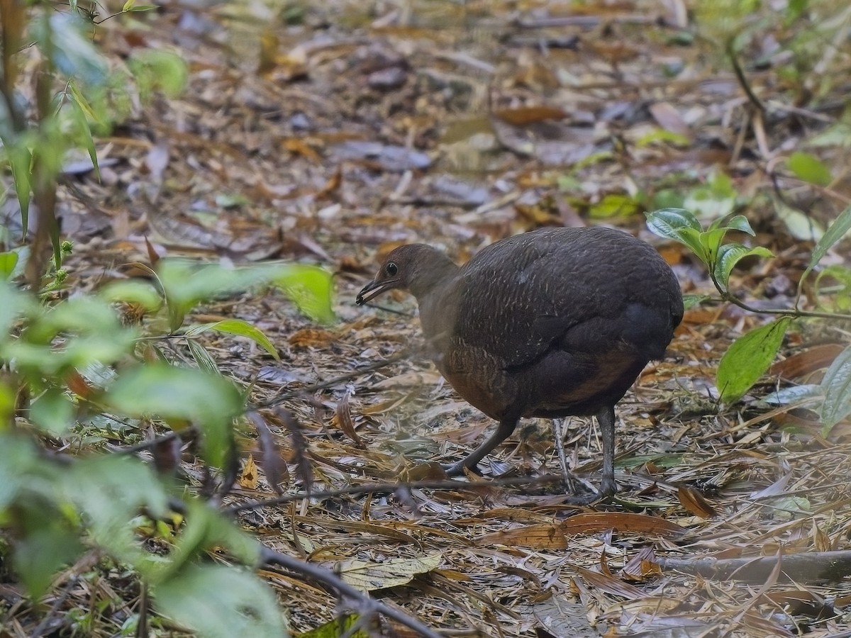 Tinamou à tête rousse - ML613242724