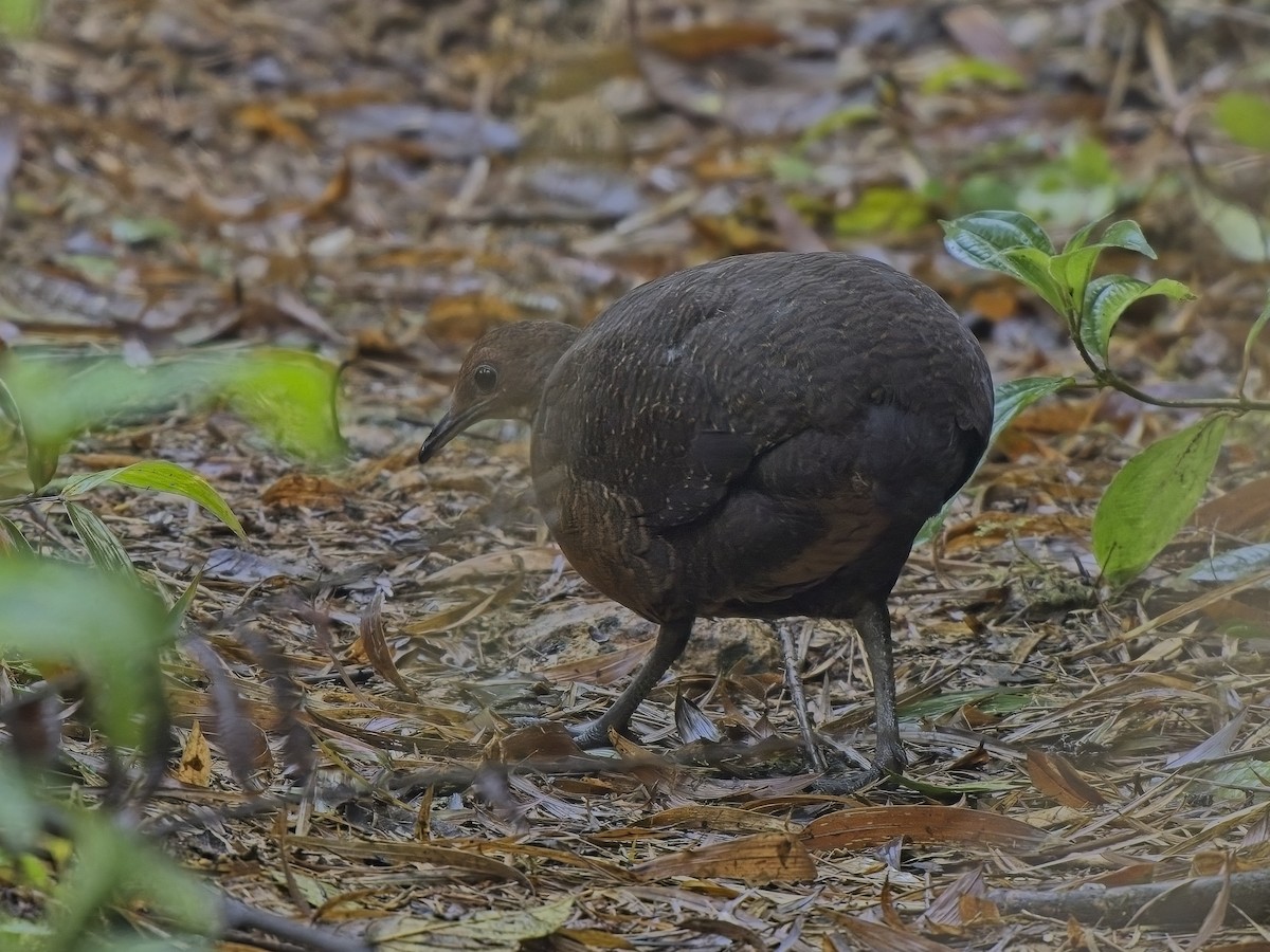 Tinamou à tête rousse - ML613242726