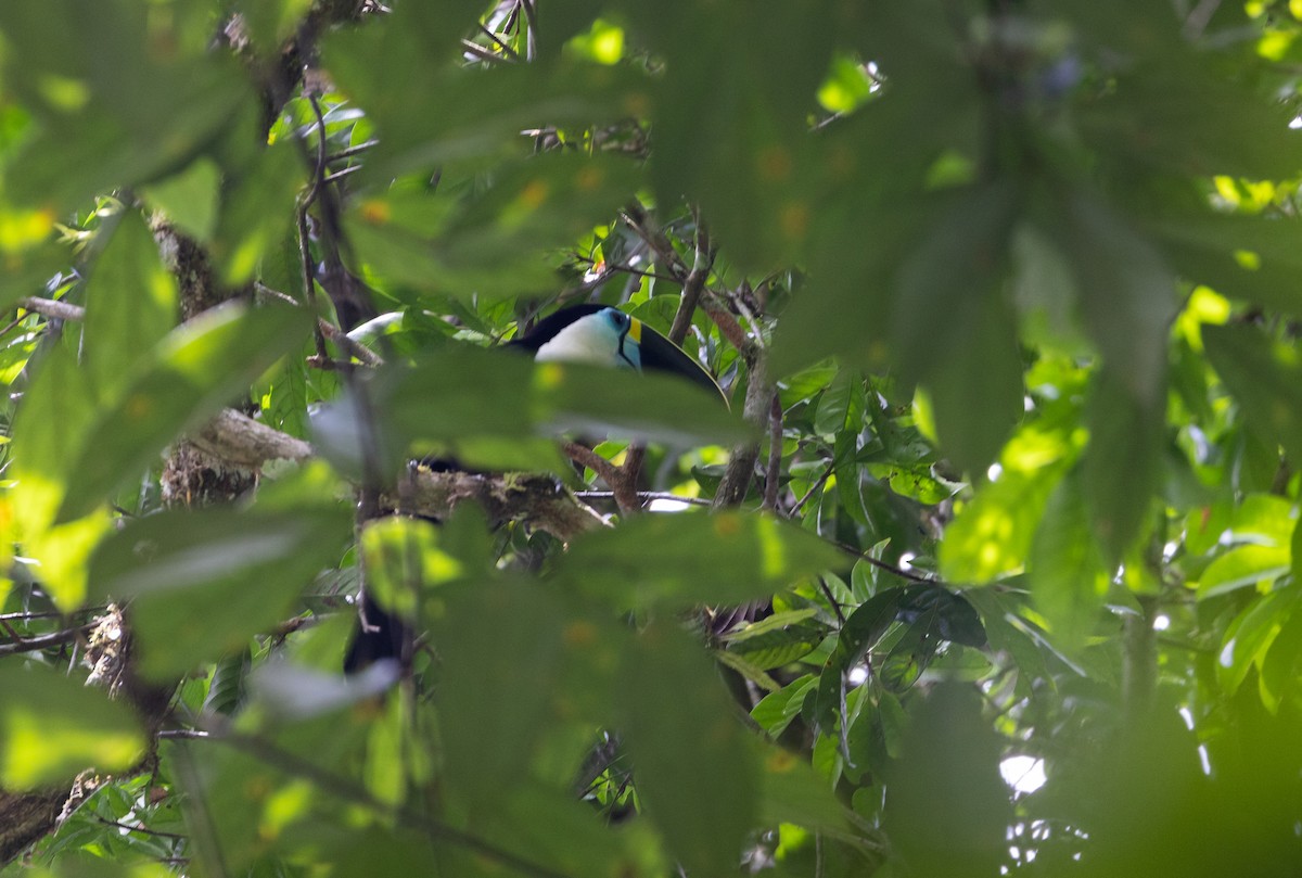 White-throated Toucan (Cuvier's) - ML613242729