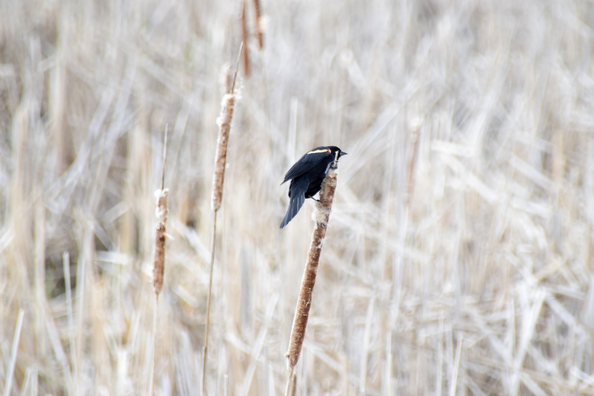 Al Kanatlı Karatavuk [phoeniceus grubu] - ML613242731