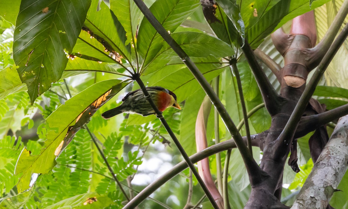 Lemon-throated Barbet (Lemon-throated) - ML613242770