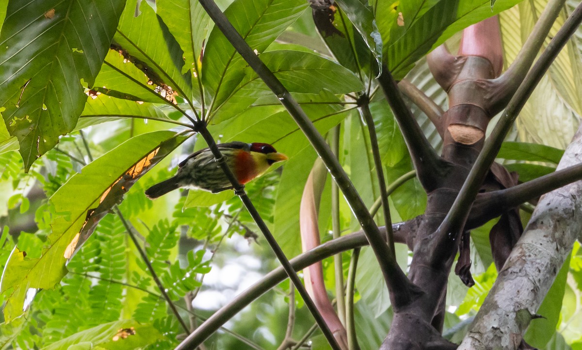 Lemon-throated Barbet (Lemon-throated) - ML613242771