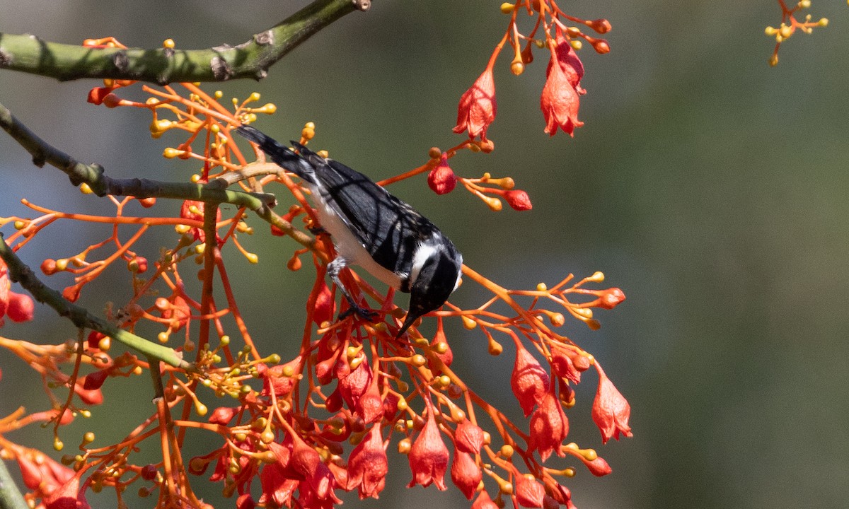 Banded Honeyeater - ML613242783