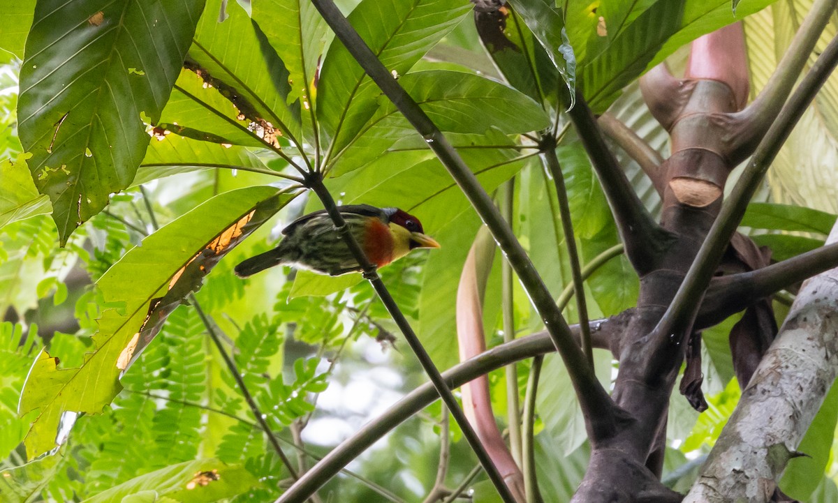 Limon Gerdanlı Barbet (richardsoni/nigriceps) - ML613242785