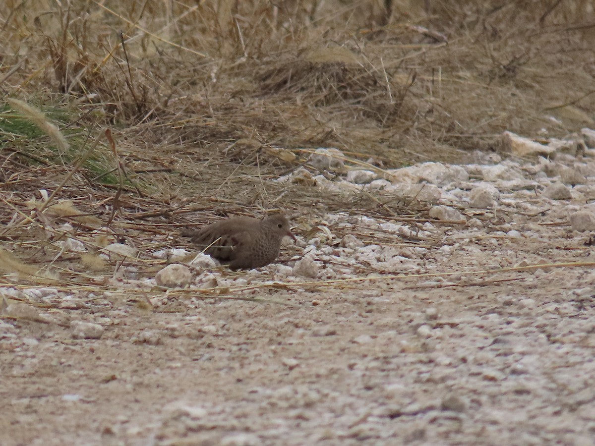 Common Ground Dove - ML613242873