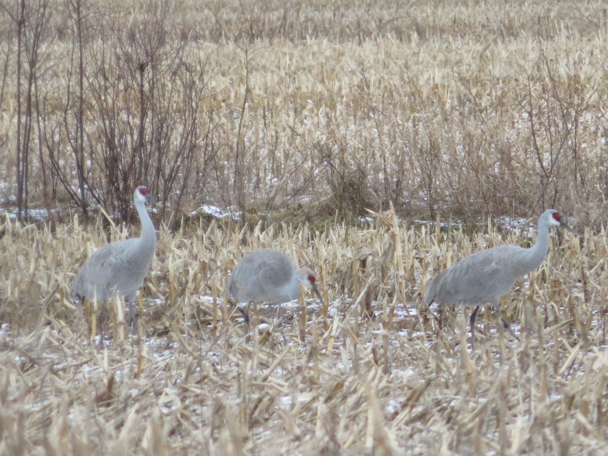 Sandhill Crane - ML613242949