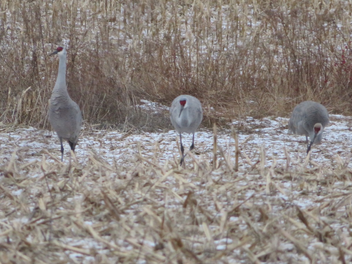 Sandhill Crane - ML613242971