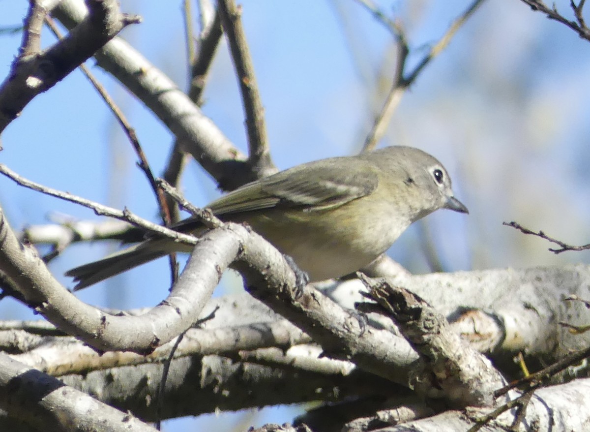 Cassin's Vireo - Cédric Duhalde