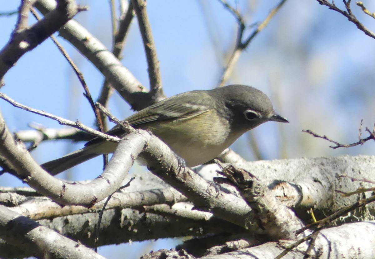 Cassin's Vireo - Cédric Duhalde