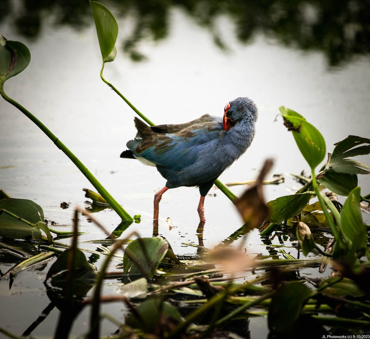 Philippine Swamphen - ML613243011