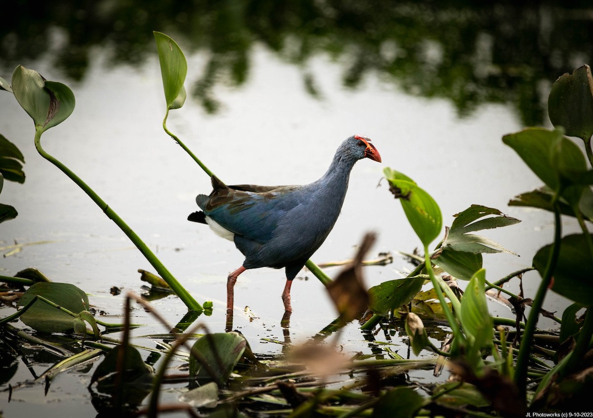 Philippine Swamphen - ML613243013