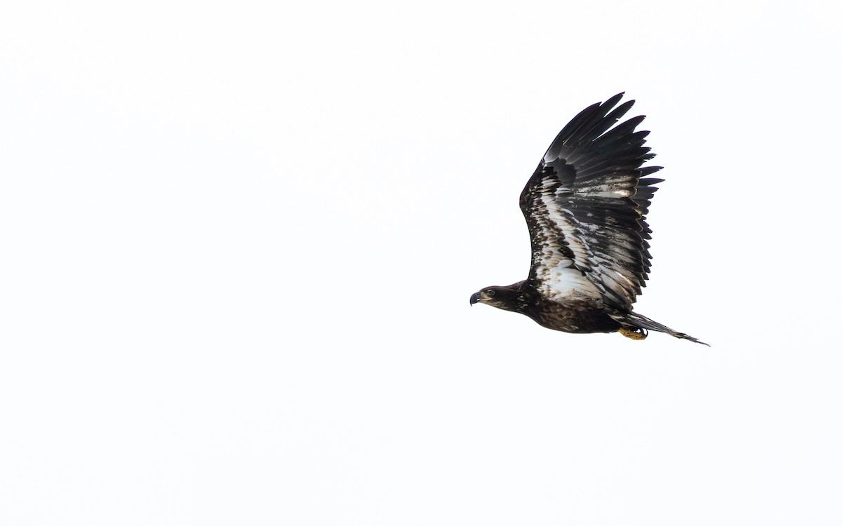 Bald Eagle - ML613243056