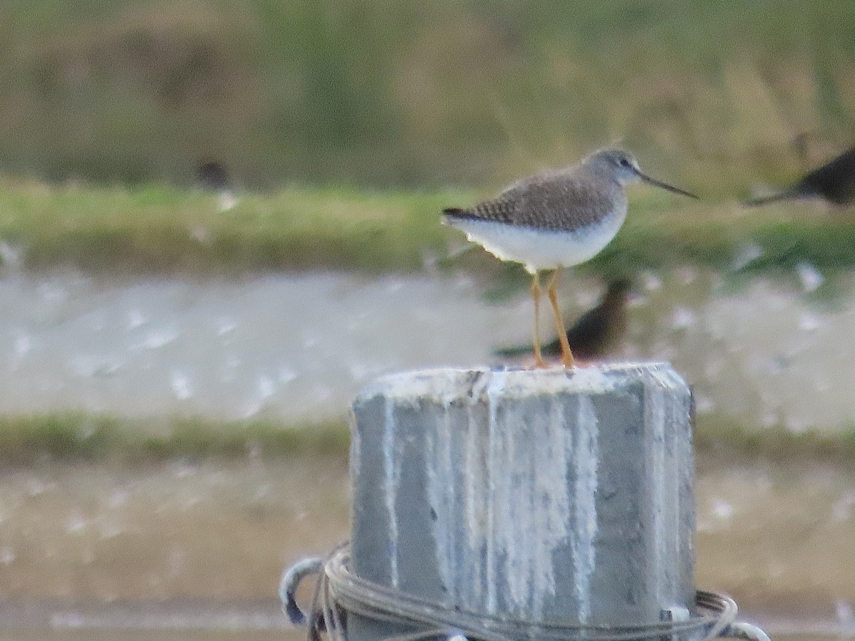 Greater Yellowlegs - ML613243076