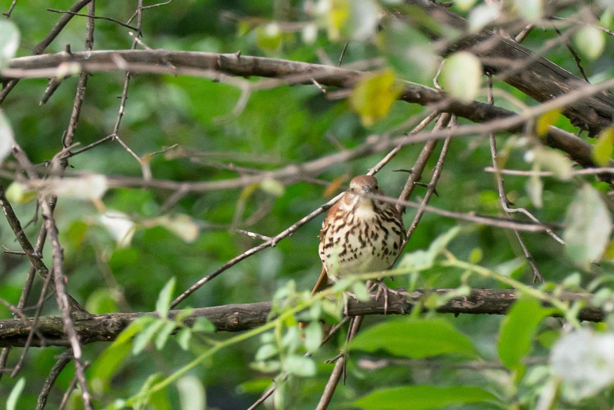 Brown Thrasher - Marcy Carpenter