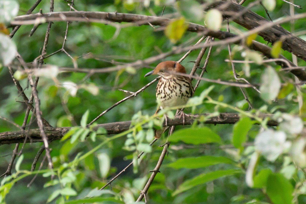 Brown Thrasher - Marcy Carpenter