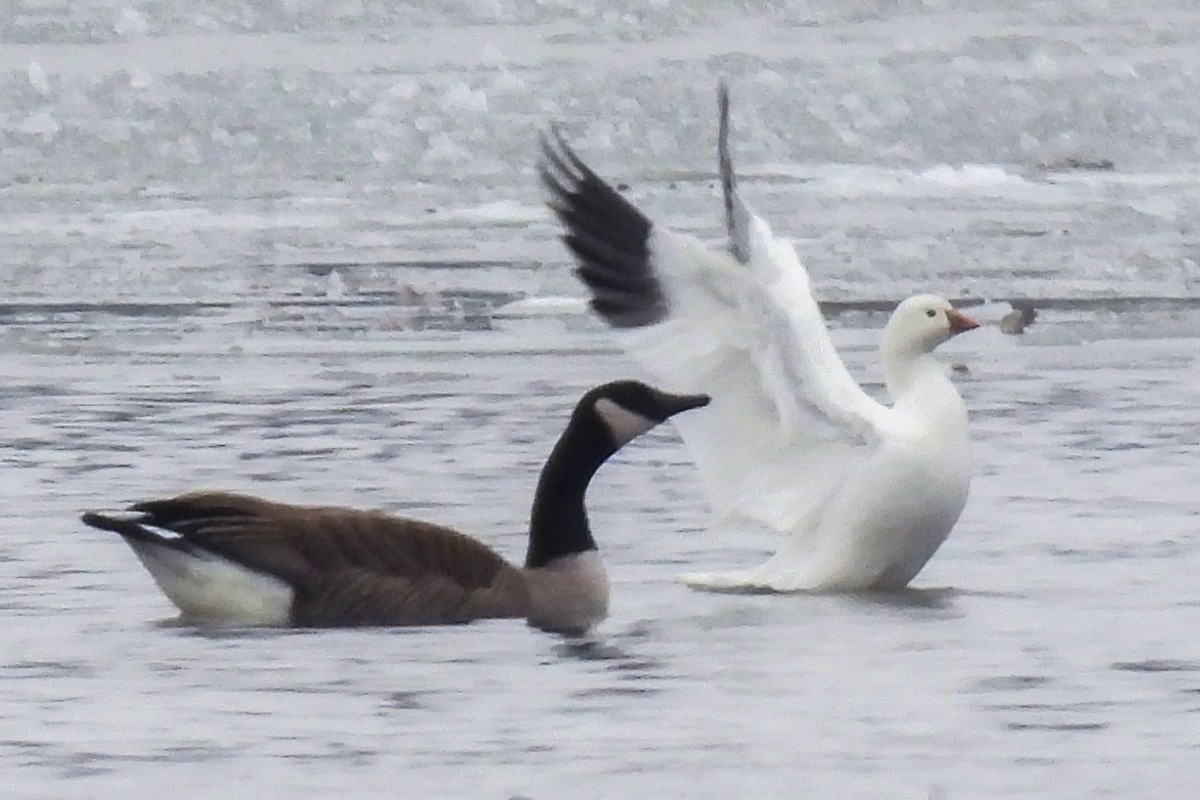 Ross's Goose - ML613243106