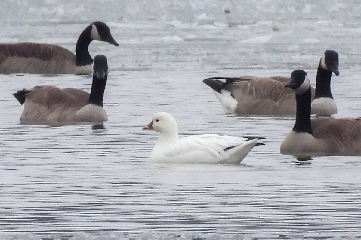 Ross's Goose - Todd Brown