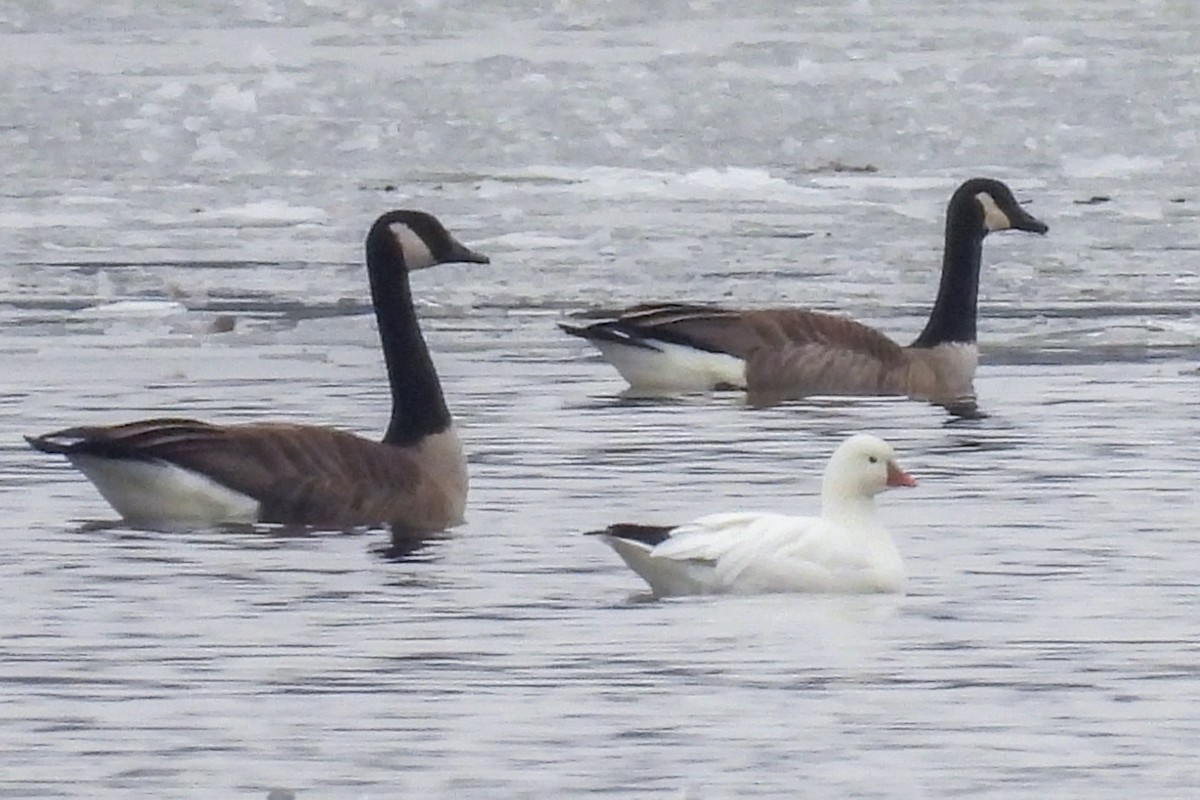 Ross's Goose - ML613243124