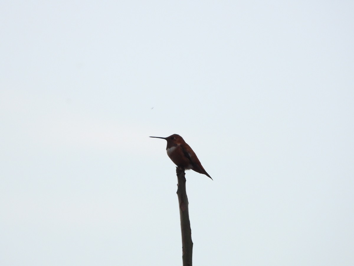 Rufous Hummingbird - Fernando Dorantes  Nieto