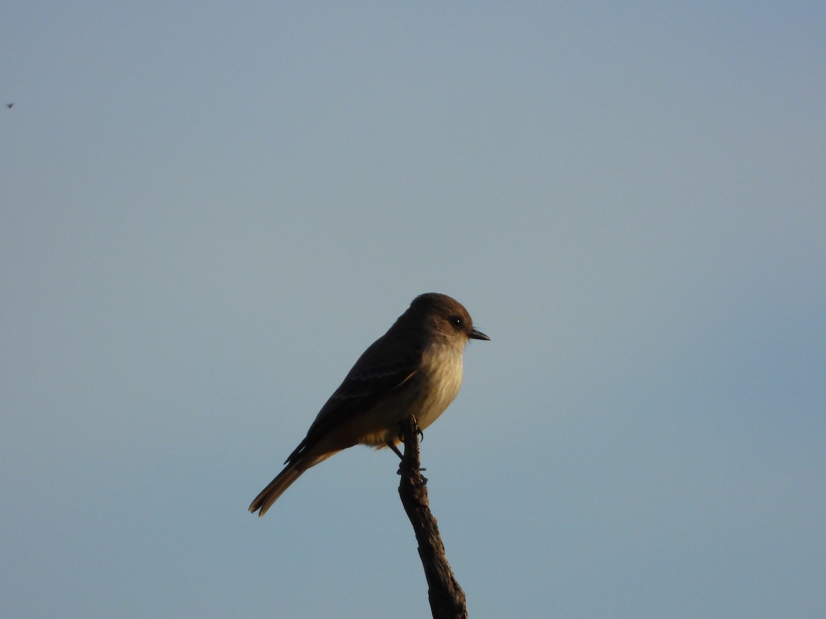 Vermilion Flycatcher - Fernando Dorantes  Nieto