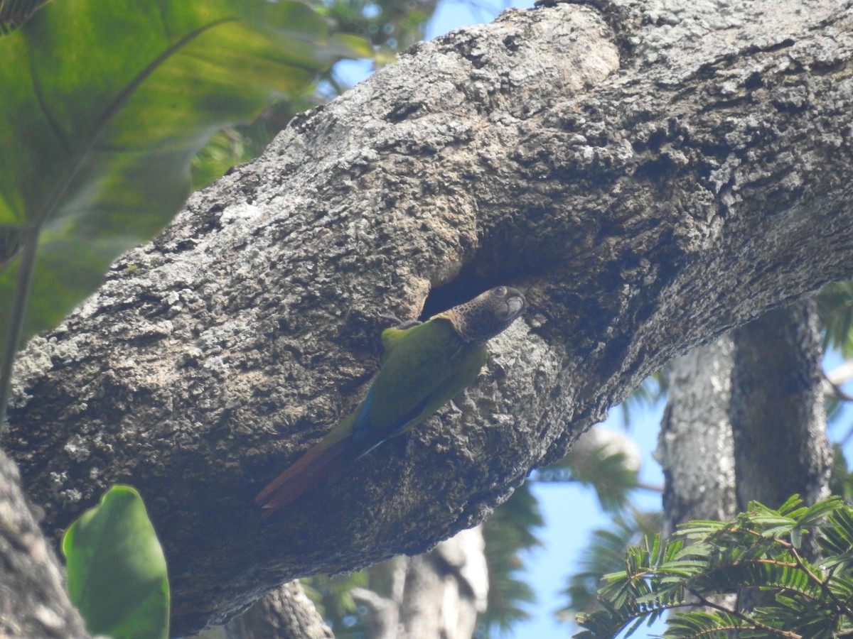 Bonaparte's Parakeet - ML613243160