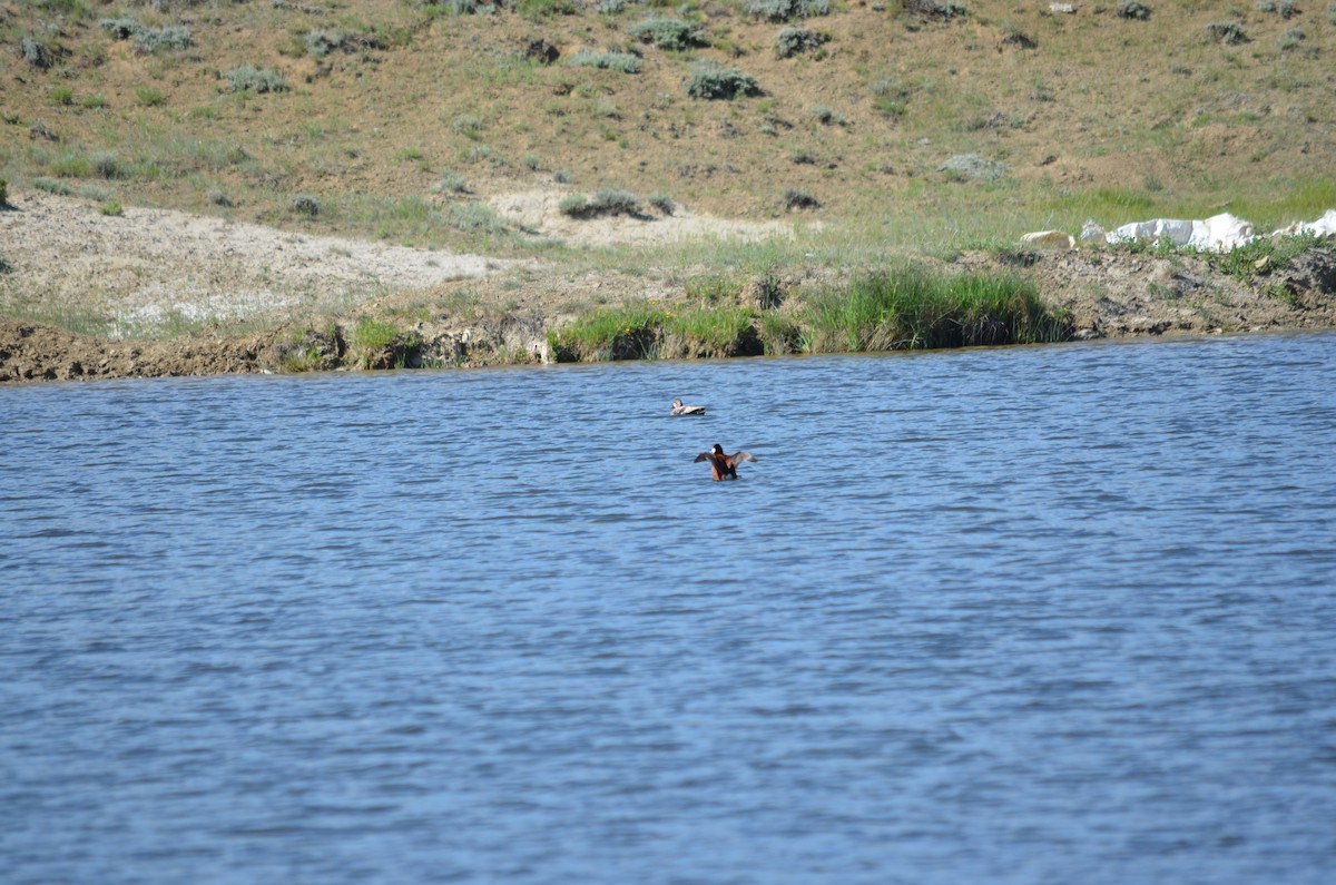 Gadwall - ML613243174
