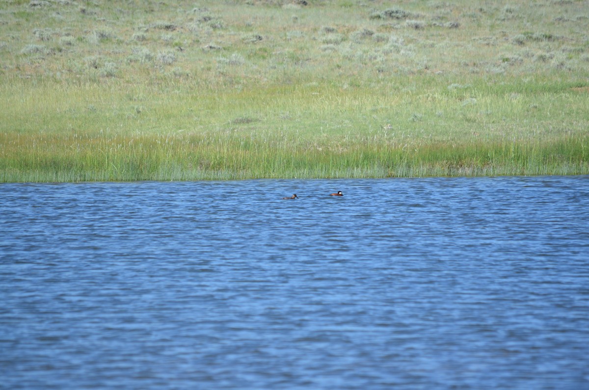 Aythya sp. - ML613243205