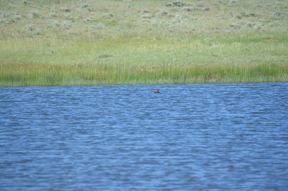 Ruddy Duck - ML613243229