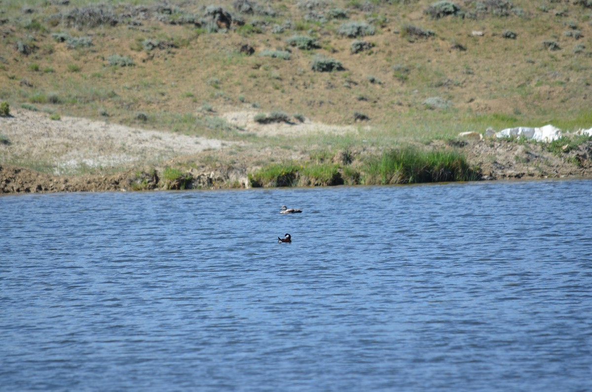 Ruddy Duck - ML613243230