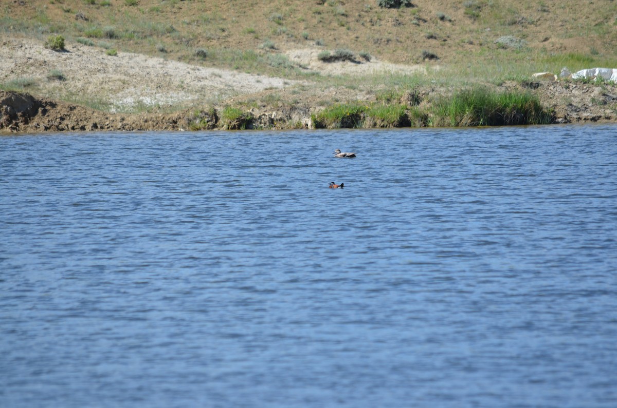 Ruddy Duck - ML613243231