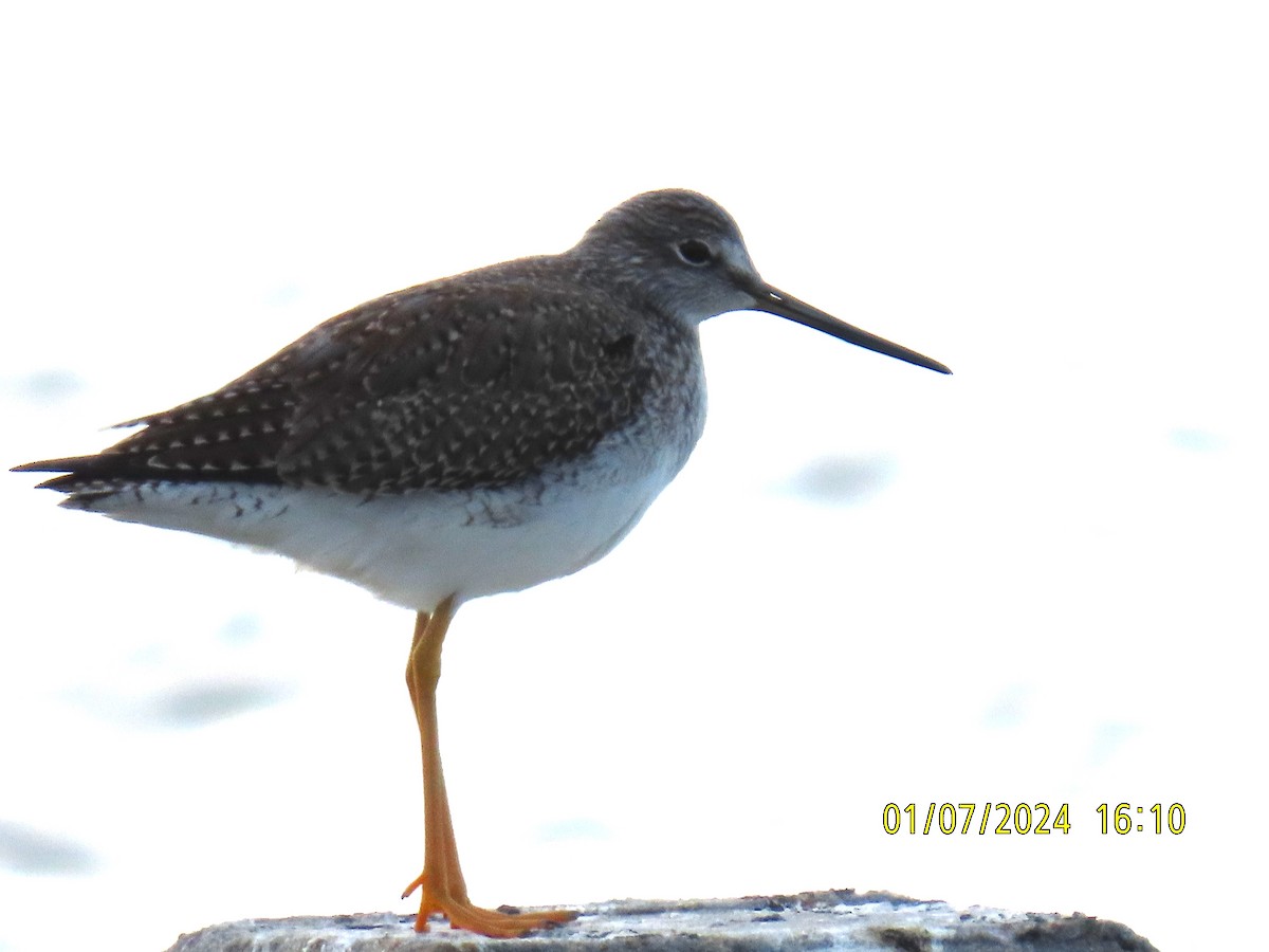 Greater Yellowlegs - Elizabeth Anderegg