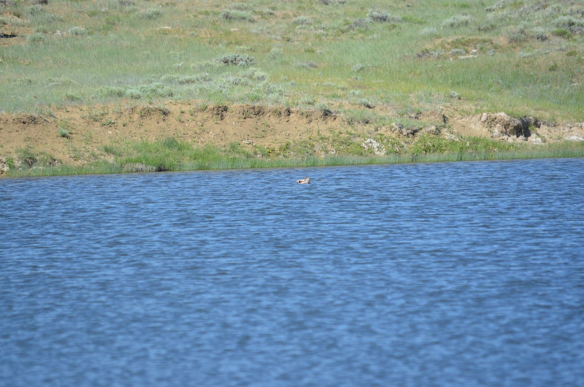 Gadwall - ML613243259