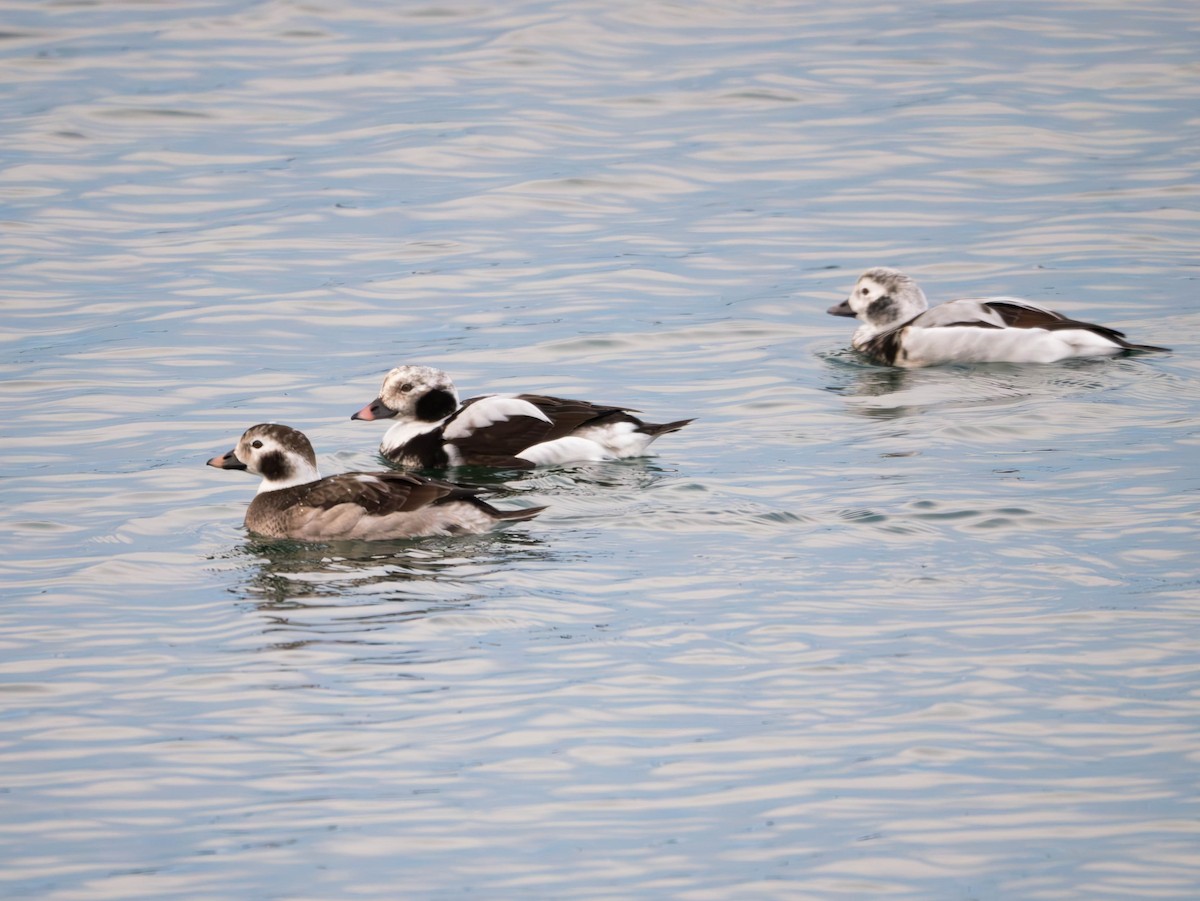 Long-tailed Duck - Natalie Barkhouse-Bishop