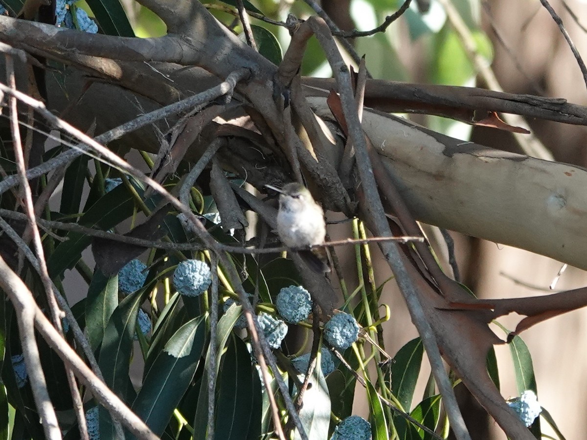 Anna's Hummingbird - ML613243297