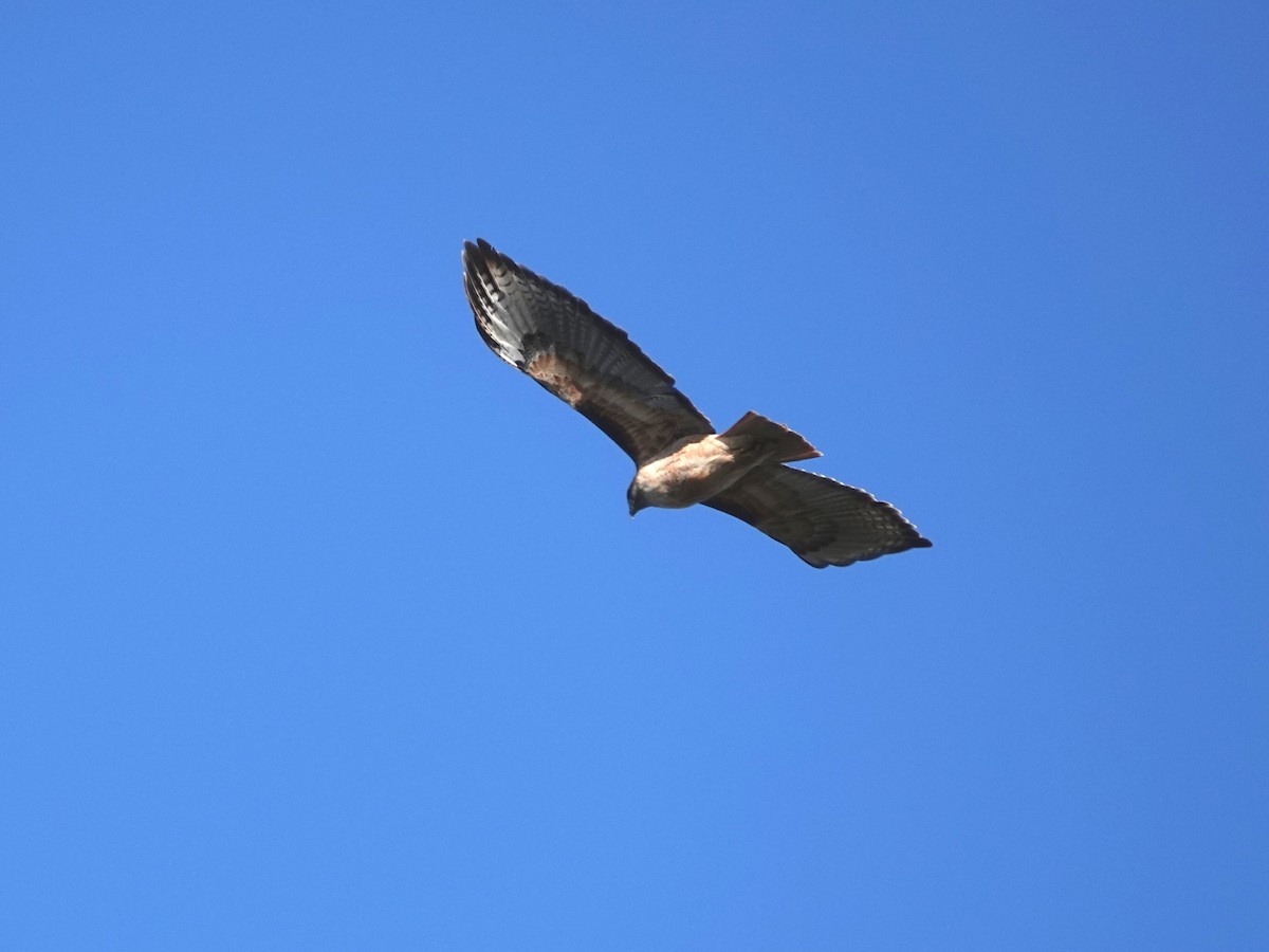 Red-tailed Hawk - ML613243308