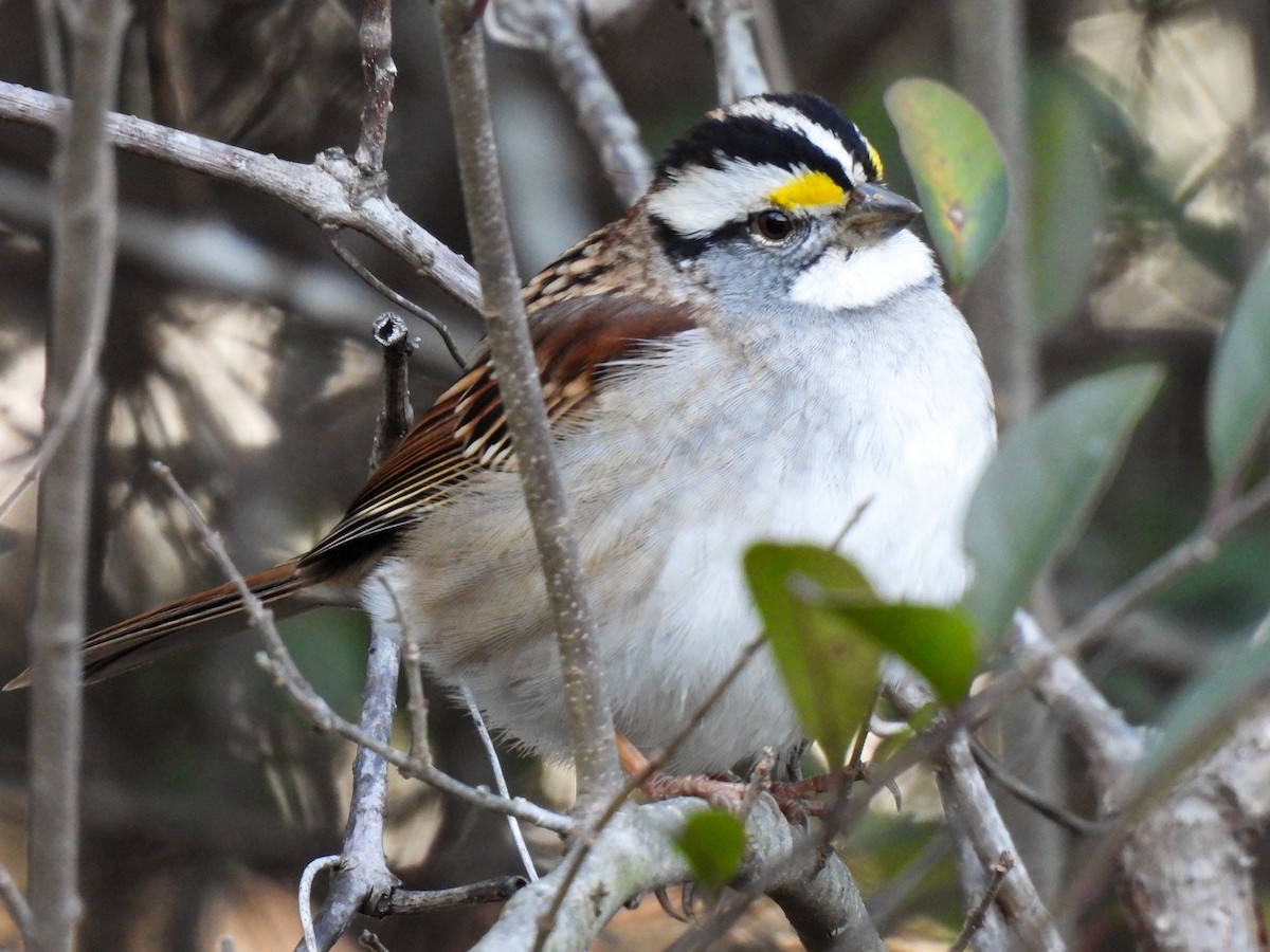 White-throated Sparrow - Sophie Dismukes