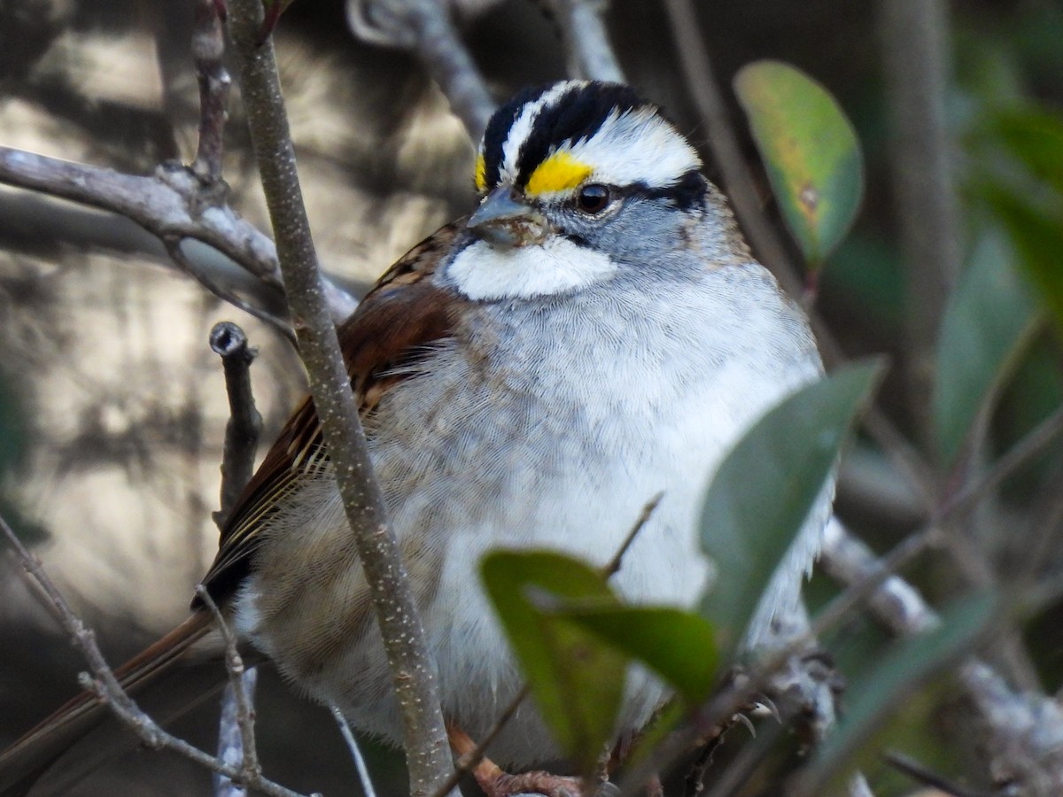 White-throated Sparrow - Sophie Dismukes