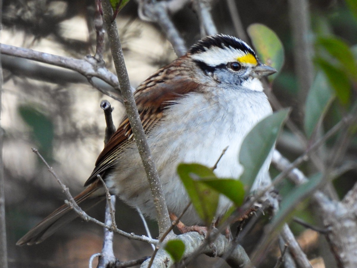 White-throated Sparrow - Sophie Dismukes