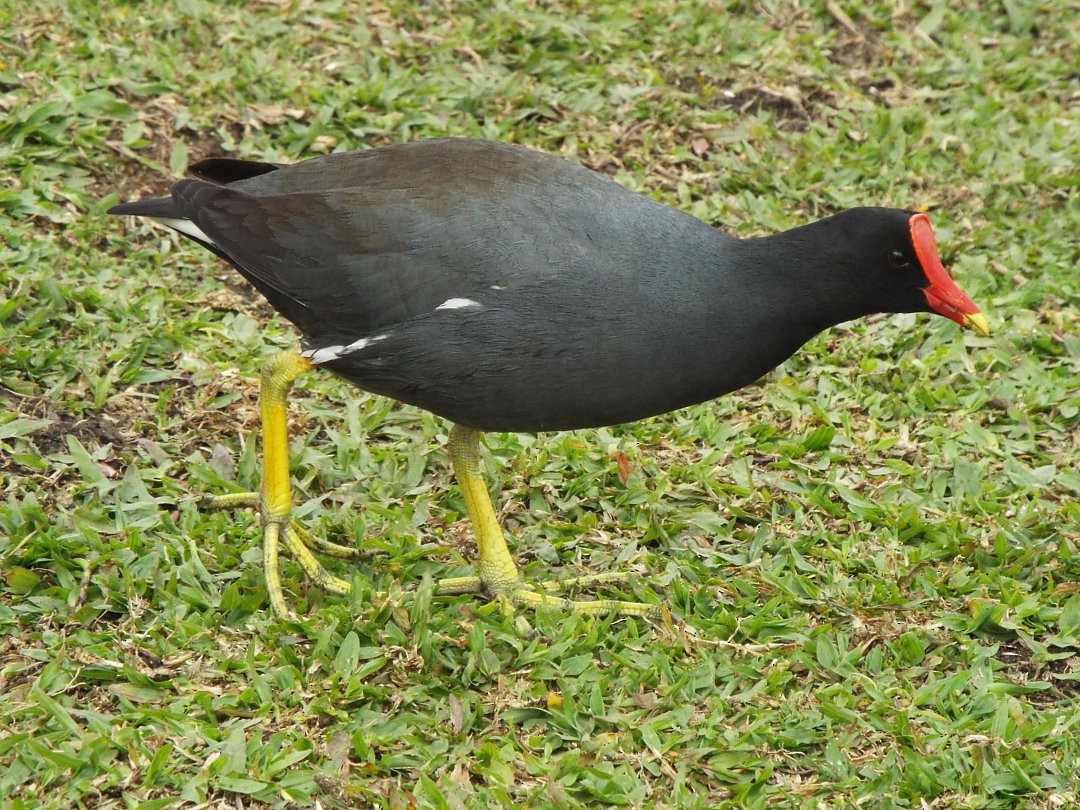 Gallinule d'Amérique - ML613243389