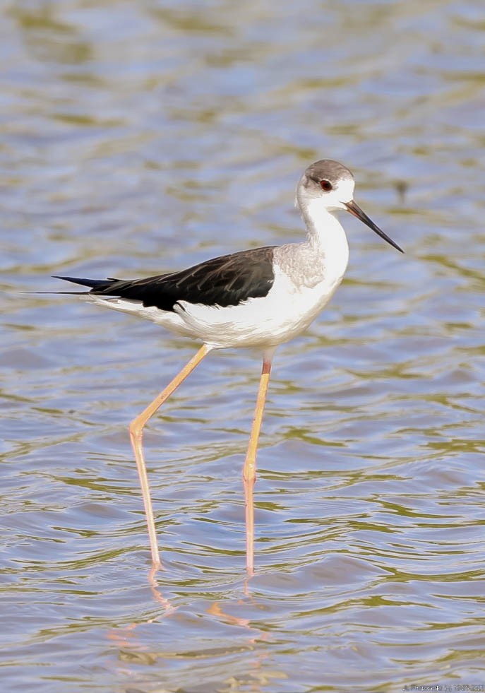 Black-winged Stilt - ML613243391