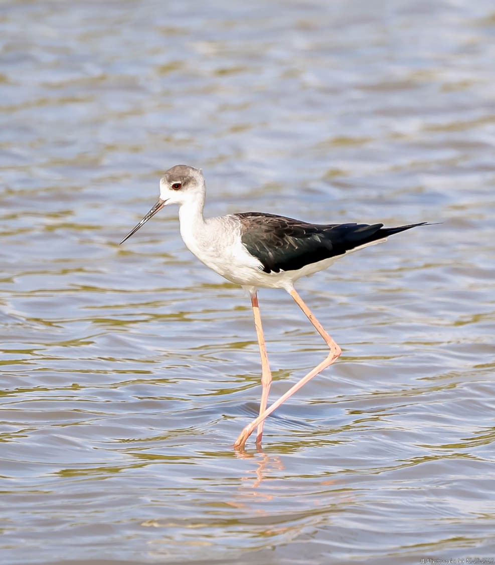 Black-winged Stilt - ML613243392