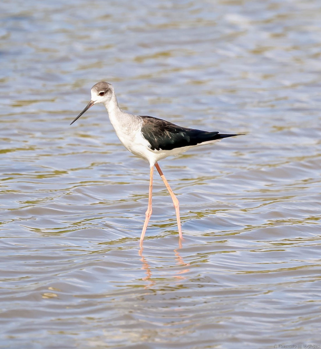 Black-winged Stilt - ML613243393