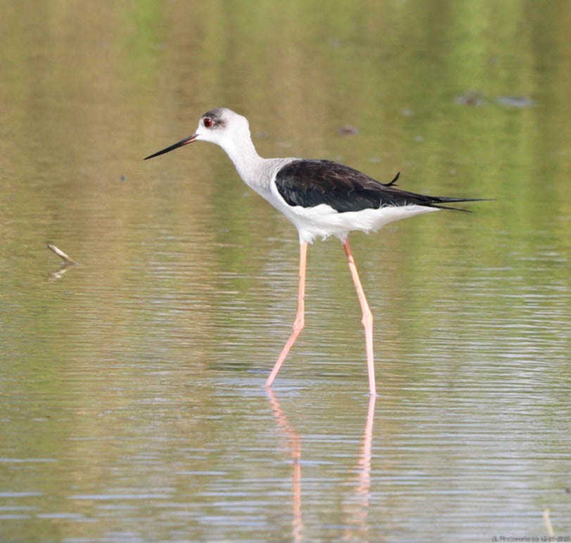 Black-winged Stilt - ML613243394