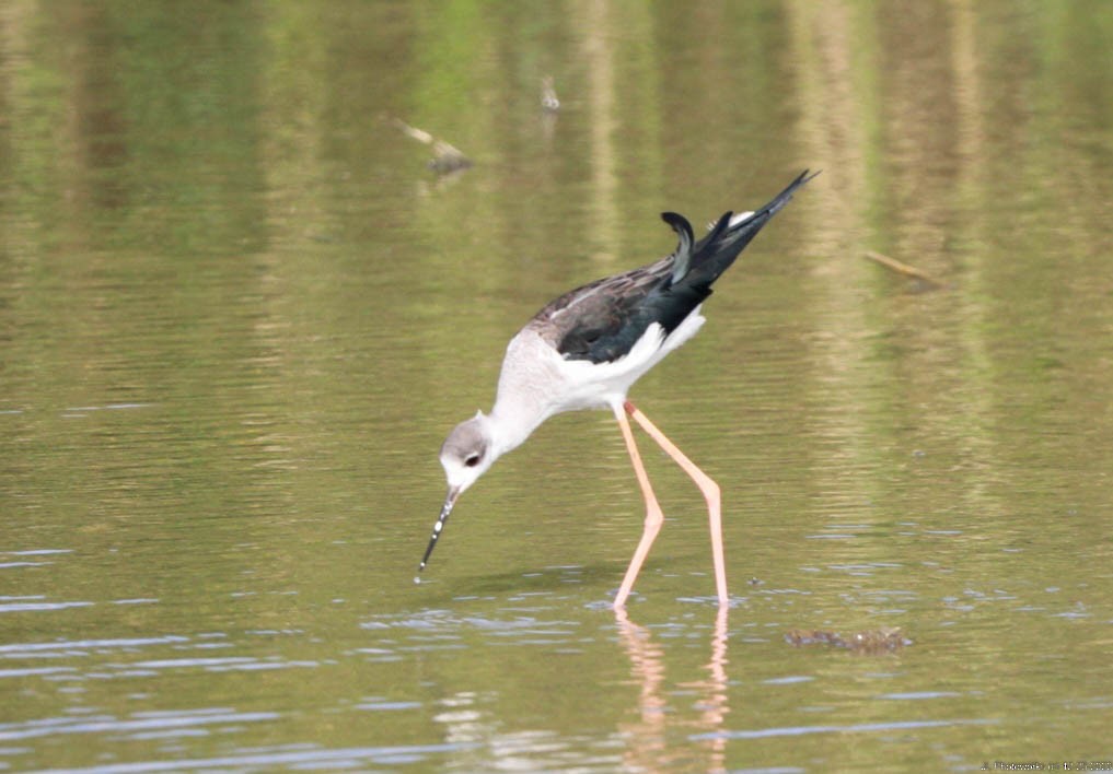 Black-winged Stilt - ML613243395