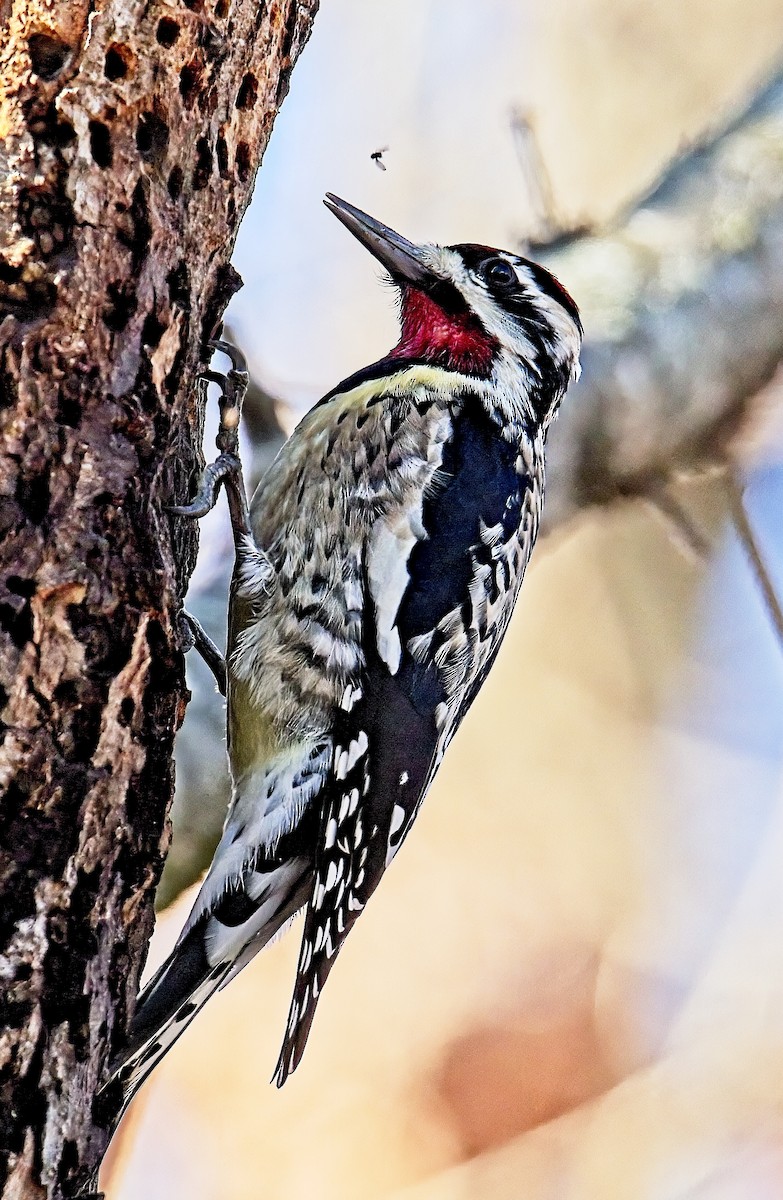 Yellow-bellied Sapsucker - ML613243413